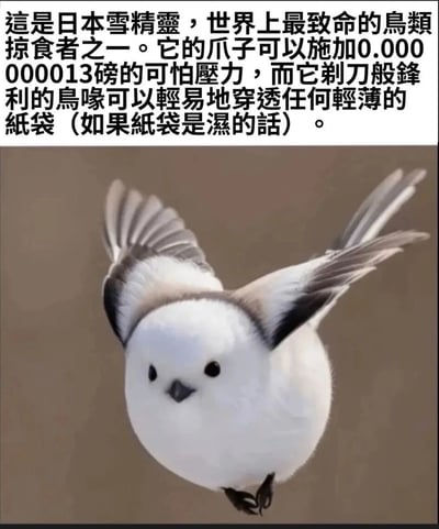 这是一张图文混排的恶搞类静态图，图中主体是一只外形圆滚滚、毛色雪白的银喉长尾山雀（日本亚种常被称为雪精灵），它展开双翅，眼神懵懂，模样软萌可爱。上方配文用夸张的反差感描述，一本正经地称它为「日本雪精灵，世界上最致命的鸟类掠食者之一」，还调侃它的爪子能施加0.000000013磅的压力，鸟喙能在纸袋湿了的情况下轻易穿透轻薄纸袋，用严肃的「危险生物」描述和软萌的鸟类形象形成强烈反差，制造出荒诞搞笑的效果。