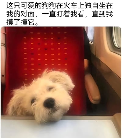 一只毛茸茸的白色小狗独自坐在火车红色座椅上，脑袋探出座位边缘，用可爱的眼神抬头望着对面的乘客。上方配文描述了这只狗狗在火车上坐在对面一直盯着自己看，直到被抚摸的温馨场景。
