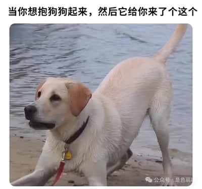 图片展示了一只湿哒哒的浅黄色拉布拉多犬站在水边沙滩上，身体微微弓起，似乎正准备抖落身上的水珠。图片上方配有文字“当你想抱狗狗起来，然后它给你来了个这个”，幽默地表现了当主人想抱起刚玩水的狗狗时，狗狗却突然抖水的尴尬又好笑的场景。
