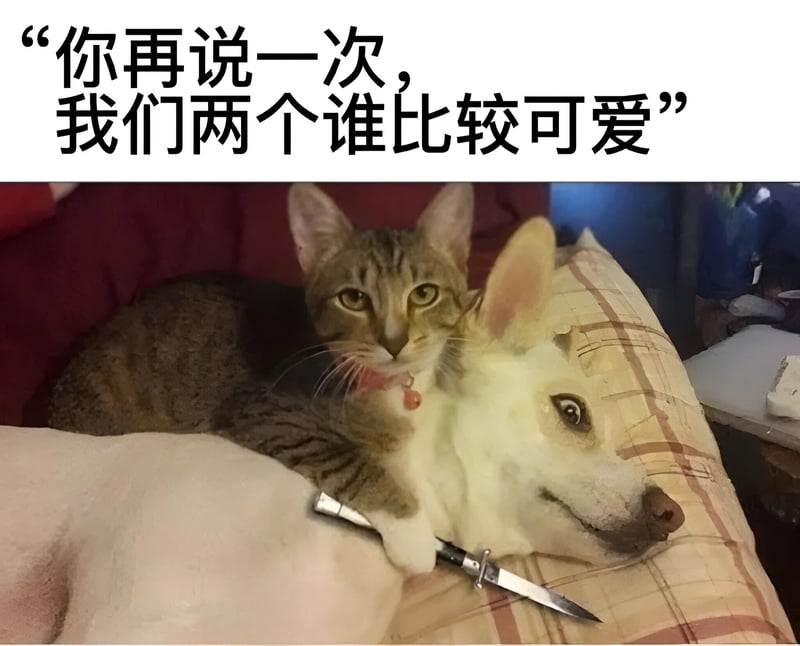 白色小狗