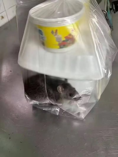 这是一张实拍静态图，画面主体是一袋被透明塑料袋封装的白色食用糖，袋身下半部分意外蜷缩着一只深灰色的活老鼠，老鼠头部朝向袋外，神态看起来较为警觉。糖袋的顶部还放置了一个黄白配色、带有卡通兔子图案的小容器，整袋物品放置在带有划痕的银灰色金属台面上，整体场景给人强烈的意外感。