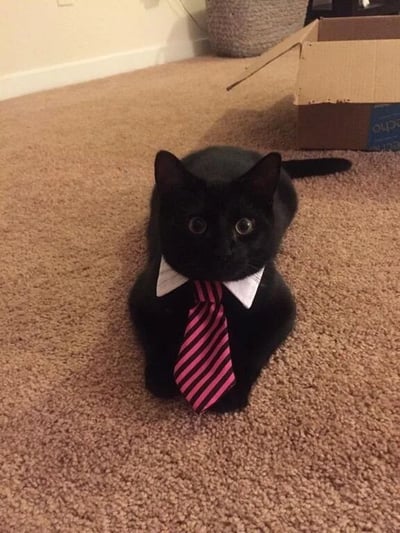 一只全身漆黑的猫咪趴在米色地毯上，脖子上被系着白色衬衫领和粉黑条纹领带，眼神圆溜溜直视镜头，表情严肃中透着呆萌。背景有打开的棕色纸箱和编织篮，整体场景温馨搞笑，宛如一只准备上班的“商务喵”。