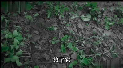 图片展示了一片覆盖着绿色藤蔓和干枯落叶的地面场景，画面中央有白色简体中文字幕“签了它”。这一场景源自2020年爆红的“龙王赘婿”网络广告系列，通常出现在主角作为卑微赘婿被逼迫签署文件的关键情节中，为后续的身份揭露和打脸逆袭剧情做铺垫。
