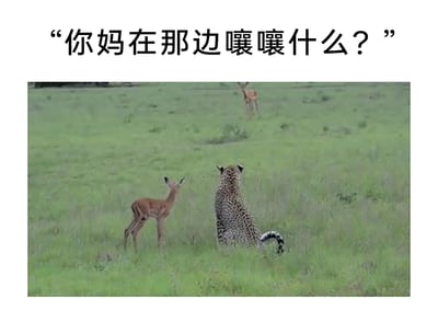 这是一张经过文字加注的野生动物实拍静态图，画面展现了草原环境中的特殊场景：一只猎豹背对着镜头安静地坐在草地上，它的身旁站着一只小鹿，远处的草原上还有另一只小鹿。图片上方添加了文字“你妈在那边嚷嚷什么？”，将猎豹和小鹿的同框场景拟人化，营造出猎豹和小鹿像朋友一样对话的搞笑氛围，打破了猎豹作为捕食者与小鹿作为猎物的常规关系，通过这种反差制造出轻松幽默的效果。