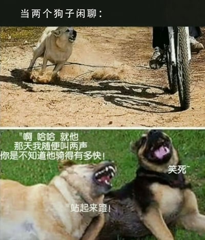 这是一张上下拼接的搞笑梗图，上方图片显示一只黄狗对着自行车轮吠叫，下方图片则是两只狗躺在草地上大笑聊天。图片通过拟人化手法，让狗狗们用人类语言交流，讲述一个关于黄狗吠叫导致骑车人快速逃离的趣事，充满幽默感。