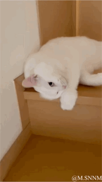 这是一段动态GIF，画面里一只白色的猫咪趴在木质台阶的上层，它的脑袋卡进了台阶和墙面的缝隙里，一只前爪搭在台阶边缘，看起来既有点懵又很搞笑，动作憨态可掬，仿佛是不小心把自己卡住了，模样十分可爱。
