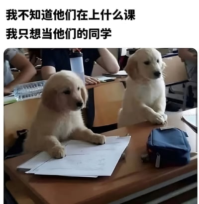 图片展示了一间教室的场景，背景中有几位学生正在上课，而前景的课桌上坐着两只金毛幼犬。左边的幼犬前爪放在一张纸上，仿佛在认真看书写字；右边的幼犬则前爪搭在桌沿，扭头观察周围环境。图片上方配有文字“我不知道他们在上什么课 我只想当他们的同学”，通过将可爱的幼犬拟人化，营造出温馨有趣的氛围，表达了对与萌宠共处的向往。