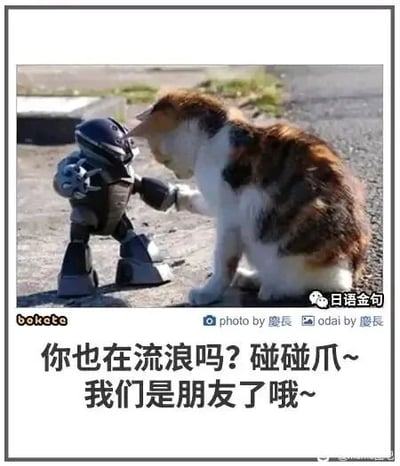 这是一张文字加注的原始拍摄静态图，画面呈现的是户外地面上的温馨场景：一只三色流浪猫低头蹲坐，神态温和地伸出前爪，与身旁的机器人玩具的机械爪碰在一起，仿佛在进行友好的互动。图片下方添加了拟人化的中文配文“你也在流浪吗？碰碰爪~我们是朋友了哦~”，将机器人玩具也赋予了“流浪”的设定，让这个偶然的互动场景变得充满治愈感，传递出孤独的个体相互陪伴、彼此认可的温暖情绪。图片带有多处水印，左下角标注有“bakata”，右下角标注了拍摄及创作相关的“photo by 慶長 odai by 慶長”，右上角则有“日语金句”的标识，表明该图的传播渠道相关信息。