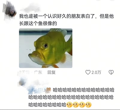 该图片为社交媒体评论截图，内容显示一名用户称自己被认识很久的朋友表白，但调侃对方长相与图片中的绿色鱼相似。图片中间嵌入一张绿色鱼的照片，鱼的面部特征突出，表情略显滑稽。评论下方有其他用户的回复，内容为连续的“哈哈哈哈”及多个笑哭表情，整体营造出幽默调侃的氛围。