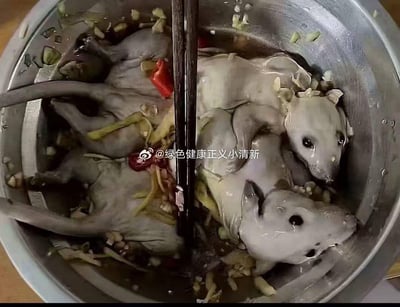 图片展示了一个金属容器内放置着几只处理干净的老鼠，鼠身表面搭配有葱姜丝、辣椒等调味配料，还有一双筷子置于容器中间，整体呈现出准备烹饪的食材状态。这类以老鼠作为食材的内容通常会让多数人产生不适，因为野生老鼠携带大量病菌、寄生虫，并不适合作为食用食材。