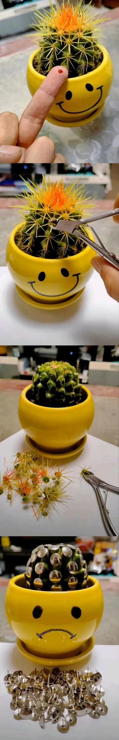 这是一组由四张图组成的竖版连环搞笑内容：
1. 第一张图：一只手的手指被黄色笑脸花盆中的仙人球扎到，指尖出现红色的扎痕；
2. 第二张图：有人用钳子开始拔除仙人球上的黄色尖刺；
3. 第三张图：仙人球的尖刺被全部拔除，只剩下光秃秃的绿色球体，拔下来的尖刺堆在一旁；
4. 第四张图：原本的笑脸花盆被改成了哭脸，仙人球的球体上被按满了金属图钉，像是对之前扎手行为的“报复”。
整个内容通过夸张的手工改造，将日常被仙人球扎手的小郁闷，转化为充满反差感的搞笑整活，趣味十足。