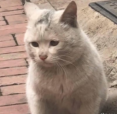 一只白色的猫，头顶有灰色的斑点，正蹲坐在红砖铺成的地面上。它的耳朵竖起，眼神显得有些忧郁和迷茫，似乎在思考着什么。背景中可以看到一部分混凝土结构和排水口。