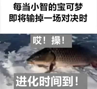这张梗图由上下两部分组成。上半部分是黑色文字："每当小智的宝可梦即将输掉一场对决时"。下半部分是一条鱼的照片，鱼的上方有灰色背景白色文字"哎！操！"，下方有灰色背景白色文字"进化时间到！"。图片通过将宝可梦动画中常见的"危急时刻进化反杀"套路与一条表情夸张的鱼结合，创造出幽默效果。