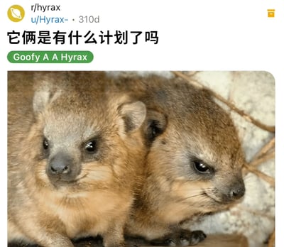 图片展示了两只并排坐立的蹄兔，它们表情严肃，眼神专注，看起来像是在密谋着什么计划。图片上方有中文标题"它俩是有什么计划了吗"，下方有绿色标签"Goofy A A Hyrax"。这张图片通过动物拟人化的手法，营造出一种幽默有趣的氛围，让人不禁想象这两只小动物正在策划什么秘密行动。