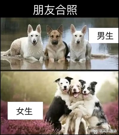 这是一张上下对比的搞笑meme图，上方标注‘男生’，展示三只狗狗在水中端正坐卧的合照，彼此保持距离，神态平和，模拟男生和朋友拍照时随性、疏离的状态；下方标注‘女生’，展示三只狗狗紧紧相拥、张嘴大笑的合照，模拟女生和朋友拍照时亲密、热情的状态，通过两组狗狗的不同状态，调侃男女在社交拍照中的典型差异，十分生动形象。