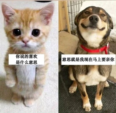 左侧是一只站立的橘色小猫咪，圆溜溜的大眼睛透着天真疑惑，胸前文字框写着“你说的喜欢是什么意思”；右侧是一只戴着红色项圈的狗狗，嘴角微微上扬似笑非笑，配文“意思就是我现在马上要亲你”。两张图通过动物拟人化对话形成趣味对比，小猫咪的懵懂与狗狗的直白热情碰撞出可爱又搞笑的效果，常用来调侃情侣间对“喜欢”含义的不同解读。