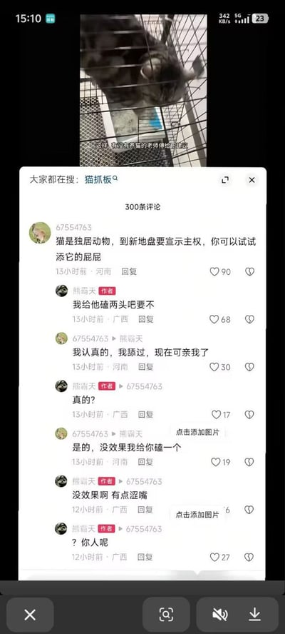 这是一张社交媒体评论区截图，上方显示部分猫咪在笼子里的照片，下方是关于猫咪宣示主权的搞笑讨论。用户"67554763"一本正经地建议通过舔猫屁股来让猫咪亲近，引发作者"熊霸天"的质疑和尝试，最终以"有点涩嘴"的搞笑结果收场。评论区互动充满幽默调侃，展现了养宠人群的趣味交流日常。
