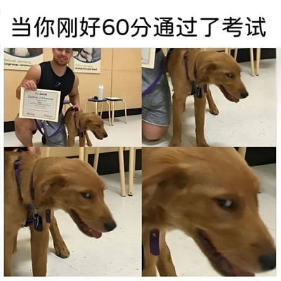 这是一张四格拼接的静态图文混排梗图，顶部配有文字“当你刚好60分通过了考试”。首格中，一名肌肉男跪地举着证书，身旁站着一只戴紫色 harness 的棕色狗；后续三格逐步放大狗的面部，其表情从平静自然逐渐转变为略带得意的神态，生动模拟了学生刚好及格时表面淡定实则内心窃喜的状态。