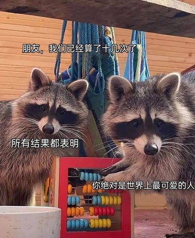 图片中两只浣熊并排站立在一个红色的算盘前，背景是木质墙面和悬挂的彩色绳索。浣熊们表情严肃认真，其中一只的爪子还搭在算盘上，仿佛正在进行计算。图片上叠加了三段文字：“朋友，我们已经算了十几次了”“所有结果都表明”“你绝对是世界上最可爱的人”，通过拟人化的手法，让浣熊以“计算多次得出结论”的形式夸赞观看者可爱，整体氛围温馨又搞笑。
