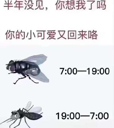 这张图以拟人化的幽默方式调侃夏季回归的苍蝇与蚊子。上方用调侃的语气配文“半年没见，你想我了吗”“你的小可爱又回来咯”，模仿苍蝇蚊子的口吻宣告“回归”；随后分别展示两种昆虫的“活跃时段”：对应白天7:00-19:00的苍蝇，以及对应夜晚19:00-7:00的蚊子，精准契合两种昆虫的实际活动规律，用可爱的语气和烦人的昆虫形成反差，搞笑吐槽夏季被昆虫骚扰的日常，没有双关、谐音梗等内容。