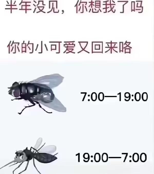 蚊子