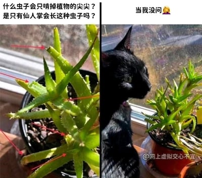 这是一张左右拼接的搞笑静态图，左侧展示了一盆芦荟盆栽，所有芦荟叶片的尖端都被啃咬平整，红色箭头一一标注出这些啃咬痕迹，配文是提问者疑惑的话语：“什么虫子会只啃掉植物的尖尖？是只有仙人掌会长这种虫子吗？”；右侧画面中，一只黑色猫咪心虚地趴在窗台，紧挨着这盆被啃咬的芦荟，此时配文变为“当我没问🤦‍♀️”，直接揭晓了啃咬植物叶片的“凶手”并非虫子，而是这只调皮的黑猫。图片通过前后的提问与“破案”的反差，营造出幽默搞笑的氛围，生动记录了猫咪调皮搞破坏的日常瞬间，容易引发养宠人群的共鸣。