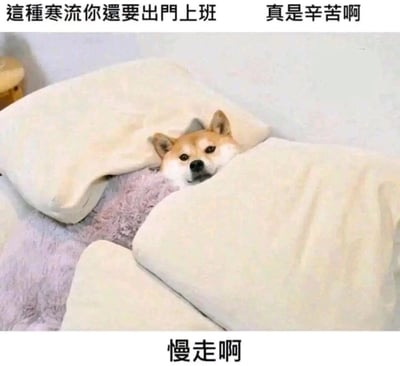 这是一张精准戳中冬日上班族心态的调侃类表情包。画面主体是一只柴犬，它被几个米白色靠枕围在中间，营造出躲在温暖被窝里的效果，仅露出脑袋，神情慵懒又带着些许同情。图片上方配文“这种寒流你还要出门上班 真是辛苦啊”，下方配文“慢走啊”，以一个不用出门、窝在温暖地方的“旁观者”视角，对不得不冒着严寒出门上班的人进行调侃，既充满幽默趣味，又能让冬日上班族产生强烈共鸣，表达了对冬日上班的抗拒和对温暖被窝的留恋。