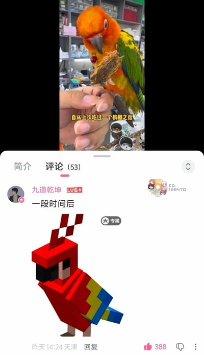 这是一张社交平台内容截图，整体分为上下两部分：上半部分是实拍视频画面，一只橙黄相间的金太阳鹦鹉站在人的手指上，嘴里叼着类似纤维的物品，配黄色文字“自从上次吃过一个槟榔之后”；下半部分是B站的评论区界面，用户“九道乾坤”发布评论配文“一段时间后”，并附上了游戏《我的世界》里的方块像素风格红色鹦鹉形象，用调侃的方式呼应“吃槟榔会导致脸变方”的相关传闻，将吃槟榔后的鹦鹉和游戏里的方块鹦鹉做关联，形成搞笑反差梗。