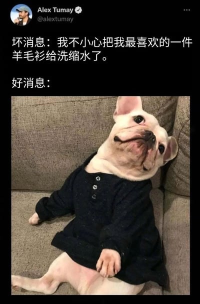 这张图片是一个社交媒体帖子，上方是用户Alex Tumay的推文内容，写着“坏消息：我不小心把我最喜欢的一件羊毛衫给洗缩水了。好消息：”，下方配有一张法国斗牛犬穿着那件缩水羊毛衫的照片。狗狗表情得意地躺在沙发上，原本属于人类的羊毛衫现在正好合身地穿在它身上，形成了有趣的对比和幽默效果。