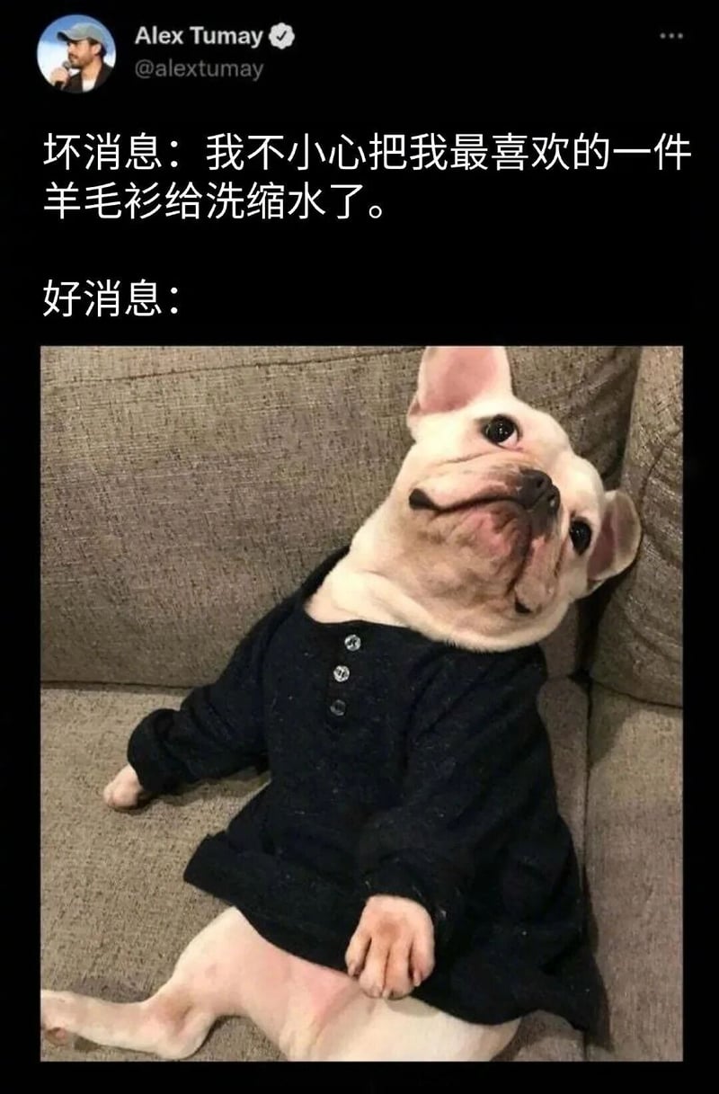 法国斗牛犬