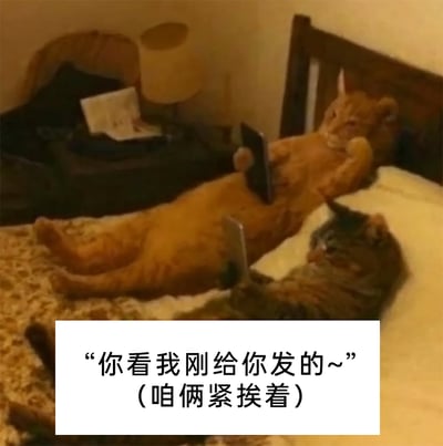这张图片呈现了两只猫咪紧挨着躺在床上的场景，橘色猫咪和花纹猫咪各自举着手机，仿佛在使用电子设备交流。下方配文“你看我刚给你发的~（咱俩紧挨着）”，用拟人的手法，生动调侃了当代人即使身处近距离，仍习惯通过线上消息沟通的有趣社交现象，充满生活化的幽默感，是贴合当下社交习惯的趣味表情包，能在聊天中用来表达这种真实又好笑的相处状态。