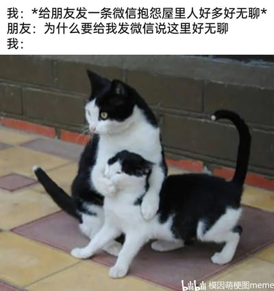 这是一张结合视觉错位猫咪照片与日常对话的搞笑梗图，上方文字还原了和朋友互动的真实场景：“我”因为屋里人多感到无聊，给朋友发消息吐槽，却被朋友反问“为什么要给我发微信说这里好无聊”；下方的奶牛猫照片形成视觉错位，一只猫用前爪按住另一只猫的头部，恰好对应“我”被反问后瞬间语塞、无法回应的尴尬状态，精准捕捉了日常吐槽时被朋友“拆台”的无语与窘迫，充满生活化的搞笑感。