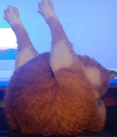 一只橘白相间的猫咪正仰卧在地，后腿伸直朝天，露出圆滚滚的背部和肚皮。猫咪的毛发蓬松柔软，橘色为主夹杂白色，四肢末端毛色偏白。背景中可见一台电脑显示器，屏幕发出蓝白色光芒，显示部分模糊的画面。整体场景呈现出猫咪放松惬意的状态，仿佛在“摆烂”休息，画面充满生活气息和治愈感。