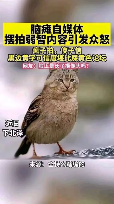 这是一张用来讽刺无良自媒体的搞笑P图，主体是被合成的“猫脸鸟身”的怪异生物，图片通过多层戏谑的文字吐槽自媒体虚假创作的乱象：顶部黄色黑字标题点明“脑瘫自媒体摆拍弱智内容引发众怒”，下方配文“疯子拍，傻子信 黑边黄字可信度堪比屎黄色论坛”，还有模拟网友的吐槽“脸上是长了摄像头吗？”，左下角标注“近日 下北泽”玩了网络亚文化梗，底部直接标注“来源：全特么瞎编的”，整体用荒诞的视觉效果和直白的吐槽，讽刺那些毫无事实依据、编造虚假内容博眼球的自媒体，充满了戏谑和批判的意味。
