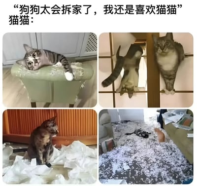 图片上方配有文字“狗狗太会拆家了，我还是喜欢猫猫”，下方“猫猫：”引出四张猫咪拆家的实拍图。第一张图中，一只灰白相间的猫正趴在绿色沙发扶手上，扶手表面已被抓出大量碎屑；第二张图里，两只猫分别攀爬在门框上，其中一只甚至将门框上的纸抓破；第三张图中，一只棕黑色的猫坐在满地撕碎的纸巾中，表情淡定；第四张图则展示了沙发和地面被大量纸屑覆盖，两只猫埋首其中。通过文字与图片的反差，幽默地表现出“猫咪同样会拆家”的主题，形成搞笑的对比效果。