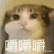 猫咪疯狂嚼嚼嚼表情包