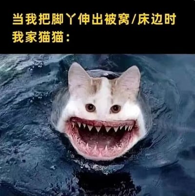 图片上方为黑色背景黄色文字：'当我把脚丫伸出被窝/床边时 我家猫猫：'，下方是一张合成图像——猫咪的头部与鲨鱼的血盆大口结合，从深蓝色水中探出，露出密集锋利的牙齿，眼神紧盯前方，表情凶狠。通过将可爱猫咪形象与凶猛鲨鱼的特征（尤其是张开的大嘴和尖牙）进行拼接，夸张地表现出宠物猫看到主人脚丫伸出床边时可能产生的好奇或‘攻击欲’，形成强烈的搞笑反差效果。