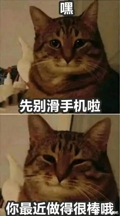 这是一张由两张真实狸花猫照片上下拼接而成的连环图，属于文字加注类表情包。上方的猫咪眼神专注、表情认真，配文“嘿 先别滑手机啦”，仿佛在喊停正在刷手机的观看者；下方的同一只猫咪眼睛半眯，表情变得温和放松，配文“你最近做得很棒哦”，以拟人化的方式向观看者传递暖心的肯定与鼓励，整体氛围治愈，能够给人带来情绪上的慰藉，适合在社交平台上用来安慰、鼓励他人或者自我激励。