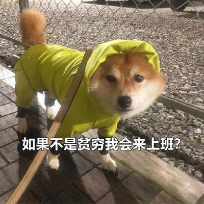 夜晚场景中，一只柴犬穿着亮黄色的连帽雨衣，站在铺有砖块的小路上。背景是铁丝网围栏和碎石地面，柴犬眼神平静地看向镜头，身上的雨衣显得有些宽松。图片底部配有文字“如果不是贫穷我会来上班?”，以拟人化的方式表达了打工人因经济压力而不得不工作的无奈与自嘲，通过萌宠形象与现实吐槽的结合制造幽默效果。