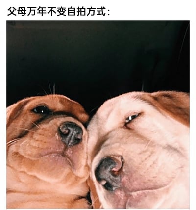 这是一张搞笑宠物梗图，图片顶部配有文字“父母万年不变自拍方式：”，下方是两只狗狗的近距离自拍画面。两只狗狗将脸紧紧贴在一起，对着镜头，面部肌肉因为近距离拍摄被挤变形，左边狗狗眼神略带无奈，右边狗狗半睁着眼，表情懵懵的，完美还原了父母辈自拍时喜欢近距离怼脸、两人紧紧靠在一起的经典姿势，用宠物的可爱姿态调侃长辈的自拍习惯，生动形象，能引发有类似生活体验的用户强烈共鸣。