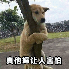 抱树的狗：真他妈让人害怕