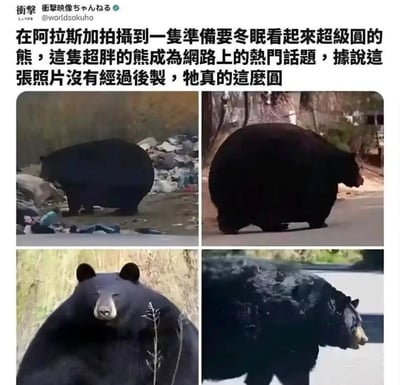 图片为社交媒体图文混排内容，上方是中文说明文字，下方由四张照片组成。内容展示了一只在阿拉斯加拍摄到的、准备冬眠的黑熊，其体型异常圆胖，几乎呈球形，在网络上成为热门话题。文字强调该照片未经过后期制作，熊的圆润是真实状态。四张照片从不同角度拍摄了这只黑熊，包括侧面行走、正面站立等姿态，突出其超圆的外形特征。
