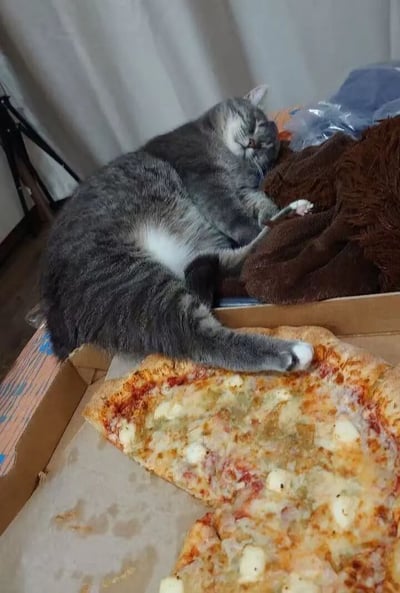 一只灰色的猫咪正四仰八叉地躺在一个纸箱上熟睡，它的一只爪子自然地垂落在旁边打开的披萨盒里，正好搭在一片披萨上。猫咪的表情十分放松，露出了白色的肚皮，背景中可以看到窗帘和房间的一角，整体画面呈现出一种慵懒又温馨的氛围。