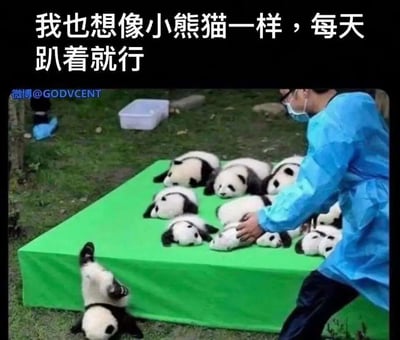 这张图片呈现了熊猫繁育基地的温馨场景：一位身穿蓝色防护服的工作人员正在绿色平台上抚摸、整理一群姿态放松的大熊猫幼崽，大部分幼崽乖乖趴在平台上，还有一只不慎掉落在平台下方，翻仰在地，模样软萌可爱。图片上方配有文字“我也想像小熊猫一样，每天趴着就行”，借大熊猫不用工作、只需悠闲趴着的状态，表达了当代人对摆脱忙碌压力、向往轻松躺平生活的羡慕之情，软萌的熊猫画面搭配共鸣感十足的文字，极具治愈效果，容易引发网友的情感共鸣。