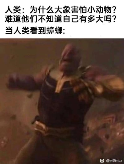 这是一张搞笑讽刺类梗图，采用图文混排的形式，上方文字先以人类的视角发出疑惑：体型庞大的大象为何会害怕小动物，随后笔锋一转，用漫威超级反派灭霸崩溃后仰、双臂张开的失态画面，来表现人类自己看到蟑螂时的惊恐反应，通过体型强大的大象对应人类、小动物对应蟑螂的反差，讽刺人类的双标行为，用夸张的影视角色画面放大人类对蟑螂的恐惧，制造出强烈的搞笑效果。