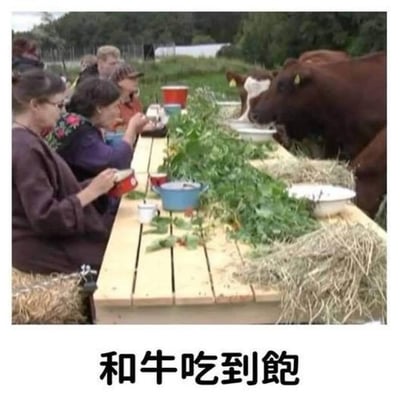 这张图展示了一群人在户外与牛一起围桌吃饭，桌子两边分别坐着人和牛，桌面上有蔬菜、草料等牛和人都能吃的食物。画面下方有大字：“和牛吃到饱”，巧妙运用“和牛（与牛一起）”的双关，既指与牛共餐，其谐音又容易让人联想到高档食材“和牛”。整体场景看起来搞笑又荒诞，突出了人与动物的奇妙互动和欢乐气氛。

双关梗提示：这里“和牛吃到饱”既指与牛共吃，也暗指“和牛”这一高档牛肉品种，具有语言上的趣味性。