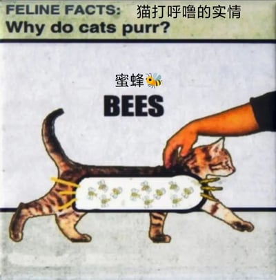 这是一张关于猫咪打呼噜原因的幽默梗图。图片顶部有英文标题“FELINE FACTS: Why do cats purr?”和中文翻译“猫打呼噜的实情”。中间是一只卡通虎斑猫，其身体中段被设计成透明状，内部可见多只蜜蜂，上方标注“蜜蜂🐝”，透明部分正上方有大写英文“BEES”。一只手正在抚摸猫咪的头部，整体构图通过将猫咪打呼噜的声音幽默地归因于体内蜜蜂振动，形成趣味解释。