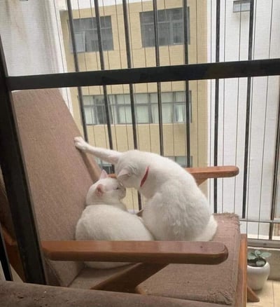 图片中两只通体雪白的猫咪在阳台的米色布艺椅上互动。一只猫咪安静地坐在椅子上，身体微微蜷缩，耳朵自然垂下；另一只猫咪则俯身靠近，前爪搭在椅背上，头部凑近坐着的猫咪，似乎在进行亲昵的嗅闻或蹭蹭。背景可见阳台的黑色金属栏杆和外侧的多层建筑物，窗户整齐排列，整体场景充满日常生活的温馨感。猫咪的白色毛发与椅子的米色坐垫形成柔和对比，画面传递出治愈可爱的氛围。