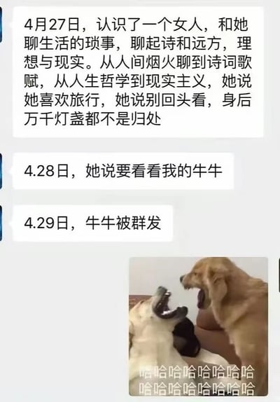 这张梗图由三部分组成：首先是4月27日一段充满文艺气息的聊天记录，描述与一位女性从生活琐事聊到诗和远方、人生哲学的深刻交流；接着是4月28日画风突变，对方突然提出要看"牛牛"（网络 slang，指男性生殖器）；最后是4月29日的"牛牛被群发"的戏剧性转折。图片底部配有两只金毛犬张大嘴巴的照片，叠加了大量"哈哈哈哈哈哈哈哈"的文字，形成强烈的幽默反差效果。