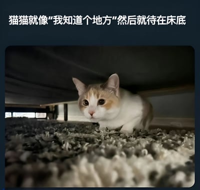 一张猫咪躲在床底的照片，上方配有文字"猫猫就像'我知道个地方'然后就待在床底"。照片中一只白色和橘色相间的猫咪正从床底下探出头来，眼睛睁得大大的，好奇地向外张望。猫咪下方是灰色的地毯，背景中隐约可见房间的其他部分。这张图片幽默地表现了猫咪喜欢寻找隐蔽空间并待在那里的习性。